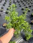 🩷🌿🩷 Астра Calypso (Callistephus chinensis 'Calypso') - кълбовидна астра , снимка 2