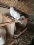 Продавам гълъби демкежи, снимка 7