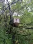 пчелни семейства рояци , снимка 2