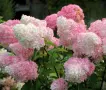 🌿🩷 Hydrangea paniculata 'Vanille Fraise' 🩷🌿🩷 Хортензия метличеста „Vanille Fraise“, снимка 1