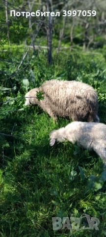 продавам 3 броя мъжки шилета, снимка 6 - Овце - 54127212