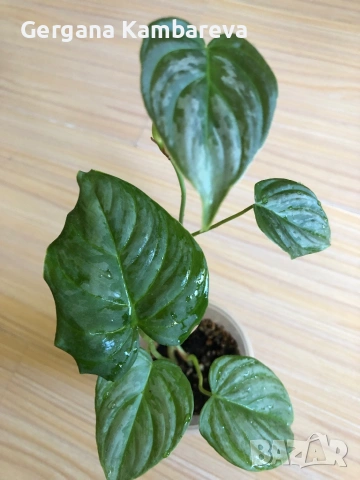 Philodendron Majestic 