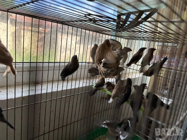 Млади японски амадини 