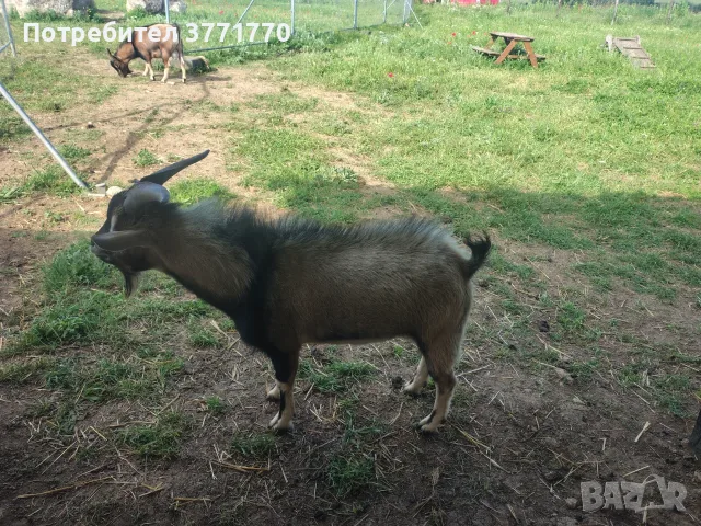 Мъжко козле Мини Нубиан (Mini Nubian), родено на 14.06.2026 г., снимка 5 - Кози - 55562042