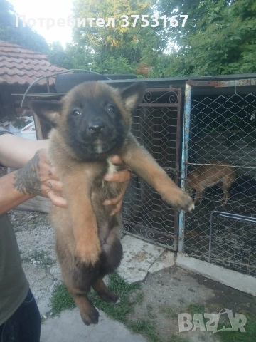 Белгийска овчарка, снимка 4 - Белгийска овчарка - 54948333