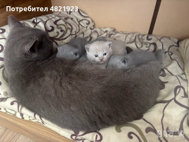 Британски късокосмести котенца – син и лилав цвят | Домашно отгледани, снимка 3 - Британска късокосместа - 54478940