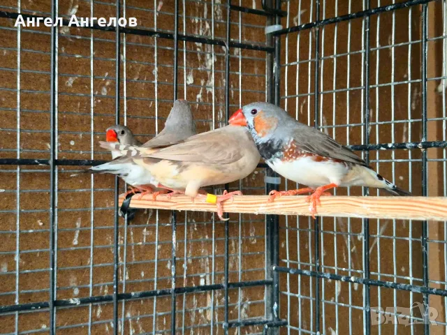 зеброви амадини , снимка 3 - Амадини - 55637073