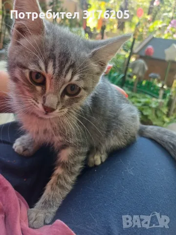 Женски котета търсят дом, снимка 10 - Други - 47355560