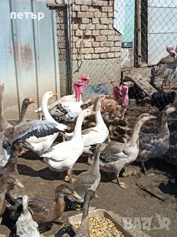 Гъски на 18 месеца