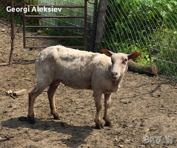 Млади месодайни овце. Мутон шароле, Съфолк и Романовски. , снимка 12 - Овце - 54501512
