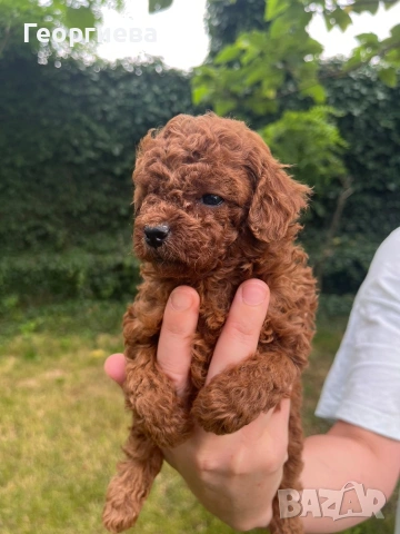Пудел той/poodle toy