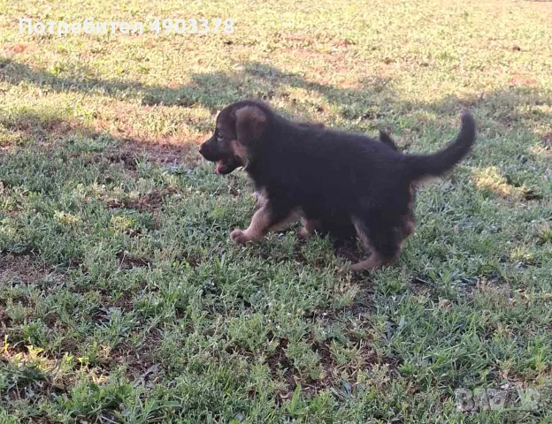 🐶 Продавам 6 женски кученца Немска овчарка – 50 дни, с първа ваксина, снимка 4 - Немска овчарка - 55494756