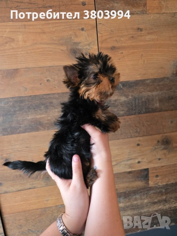 Чистокръвно Мини момиченце, снимка 9 - Йоркширски териер - 54243156