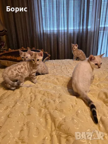 Бенгалски котета
