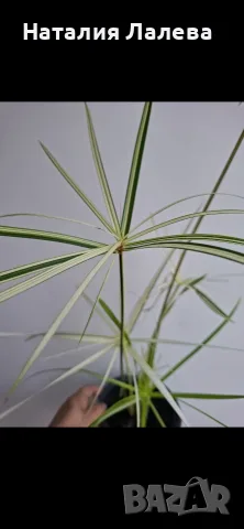 Водна палма, циперус, Cyperus alternifolius variegata, снимка 2 - Стайни растения - 55320628