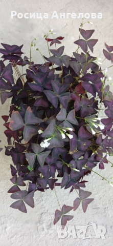 Детелина червенолистна, снимка 6 - Стайни растения - 52615402