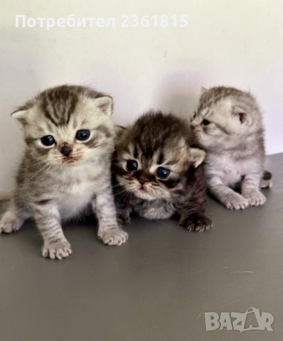 Шотландски котенца, снимка 7 - Британска късокосместа - 54478164