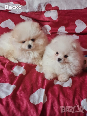 Померан мини мъжко и женско , снимка 3 - Померан - 54255864