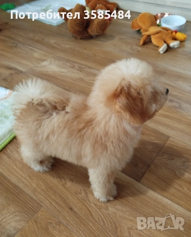 Мини пудел момченце , снимка 5 - Пудели - 54015251