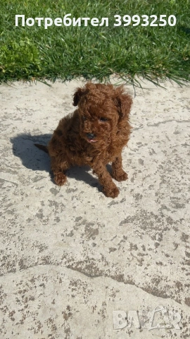 Мини пудели, снимка 5 - Пудели - 53965215