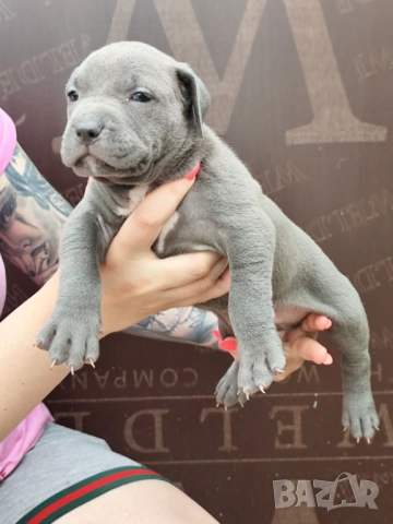Американско Були Хл American bully Xl ABKC , снимка 14 - Други - 54806076
