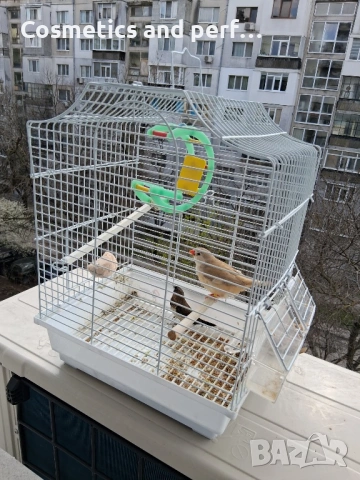 Продавам амадинки заедно с кафеса , снимка 4 - Амадини - 54138646