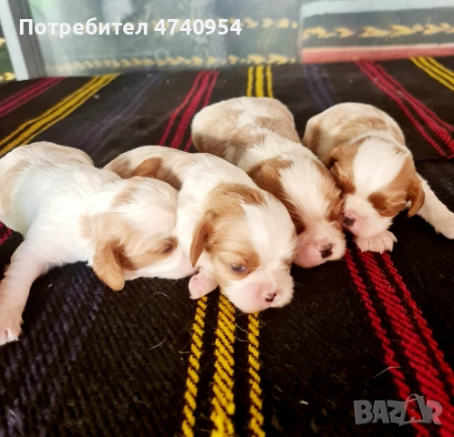 КУЧЕНЦА Кавалер Кинг Чарлс шпаньол, снимка 3 - Други - 54825521