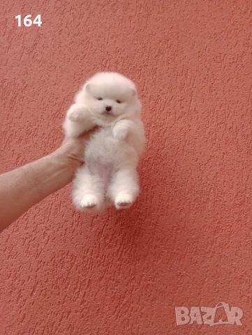 Померани. Прекрасен избор! Реални снимки!, снимка 13 - Померан - 54135372