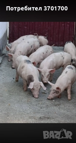 Продавам Малки Прасенца 25кг +