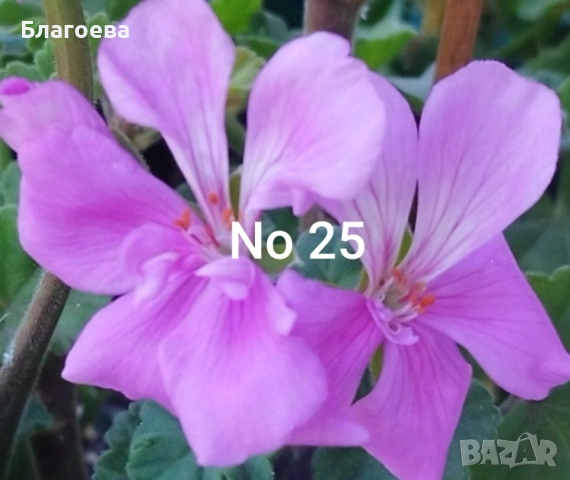 Мушкато - 7 цвята 1.10 € и 1.50 €, снимка 7 - Стайни растения - 46905641