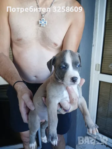 🐶 Продавам красиви Американски Питбул кученца - 8 броя, 2 месеца, снимка 13 - Питбул - 55679299