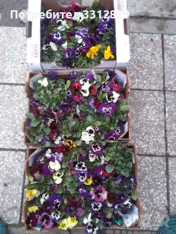 Едроцветни теменужки , снимка 3 - Градински цветя и растения - 54099882