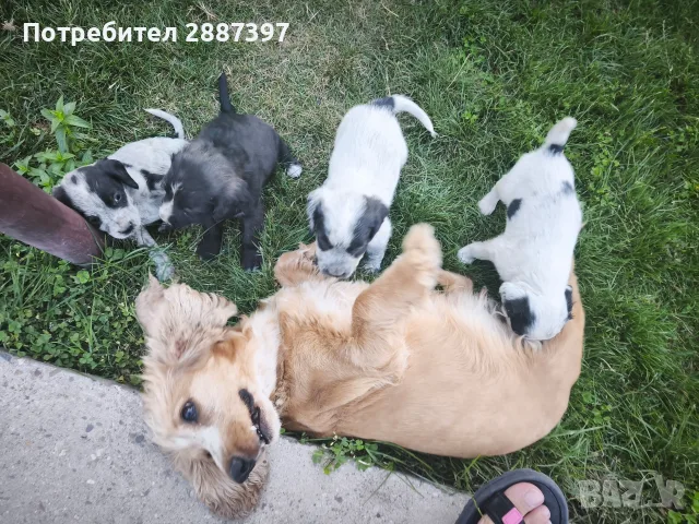 *кученца спешно*, снимка 8 - Други - 55606840