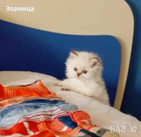 Британска сребърна чинчила 