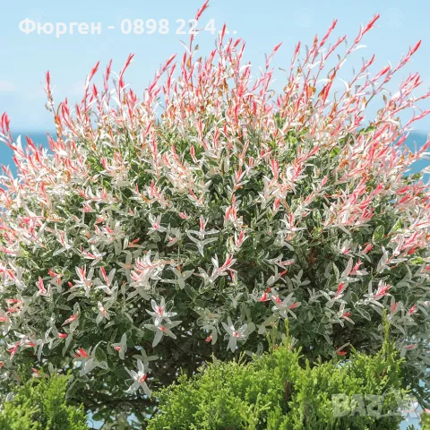 Японска върба Salix Hakuro Nishiki - Фламинго Студоустойчива , снимка 3 - Разсади - 55481463