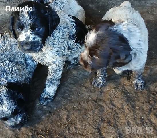 кученца за трюфели, снимка 4 - Други - 54413404