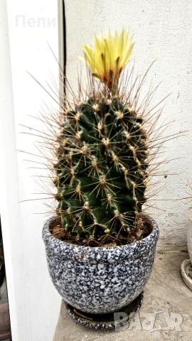 Цъфтящ кактус Thelocactus setispinus, снимка 3 - Стайни растения - 55152672