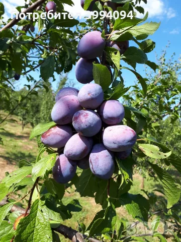Продавам сини сливи ,, Стенлей ", снимка 2 - Домашни продукти - 55579556