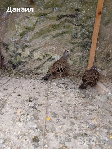 Двойка бронзовокрили гълъби, снимка 6 - Гълъби - 54127174