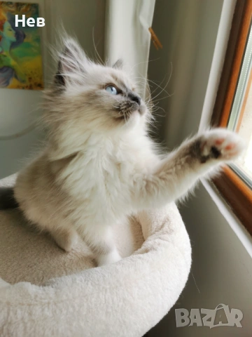 Ragdoll рагдол/регдол  котe , снимка 4 - Други - 51000590