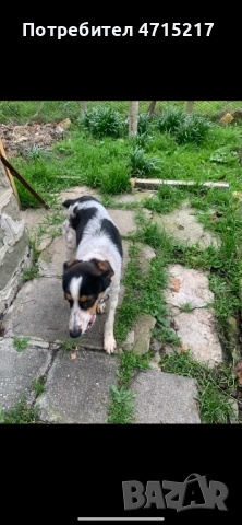 Мъжко куче , снимка 4 - Шпаньоли - 54105842