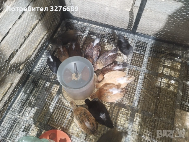 Продавам пилета от декоративна кокошка