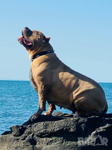 Американско Були Хл American bully Xl ABKC , снимка 5 - Други - 54806076