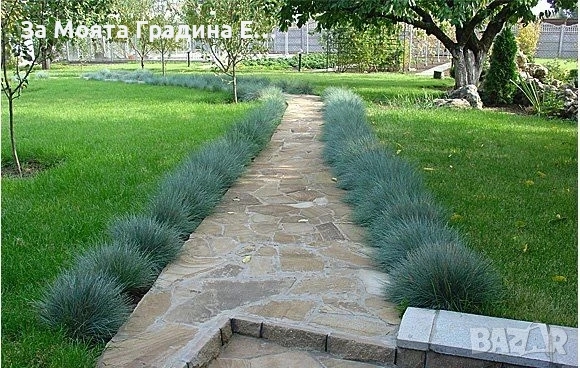 Фестука - Синя трева , снимка 5 - Градински цветя и растения - 54020253