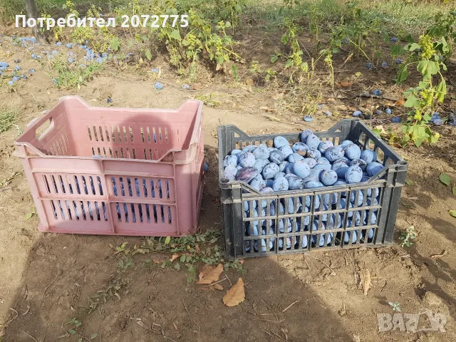 сини сливи - собствено бране, снимка 6 - Домашни продукти - 55703929