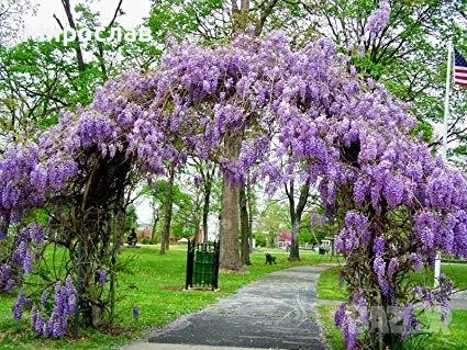 Продавам растение Глициния (Wisteria, Вистерия) , снимка 3 - Градински цветя и растения - 55057103