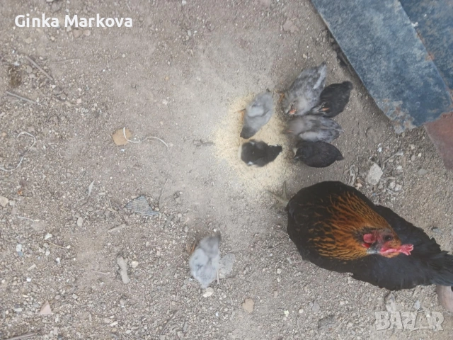 Декоративна кокошка с пиленца 