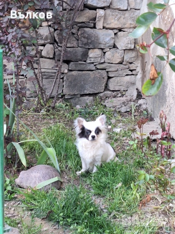 Чихуахуа Бяло със синьо, снимка 5 - Чихуахуа - 51843418