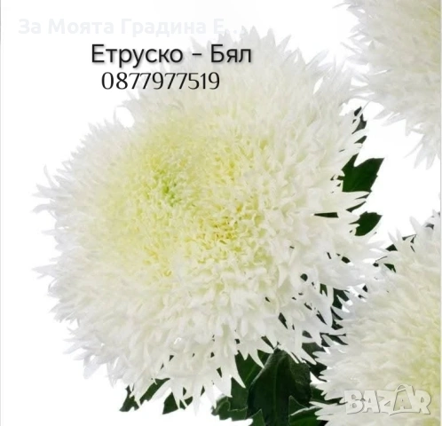 Хризантема разсад за юни месец!!, снимка 5 - Разсади - 54032482