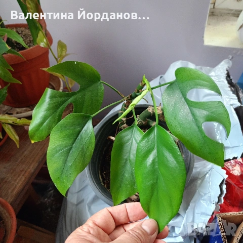 стайни цветя , снимка 11 - Стайни растения - 54590866